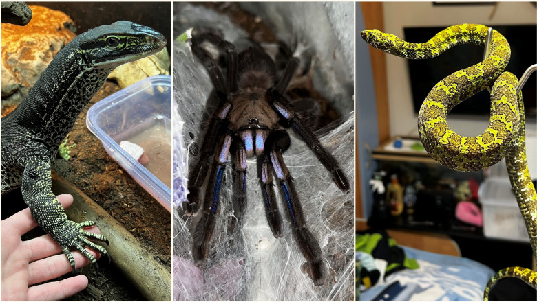 crescatorie ilegala de reptile cu vipere veninoase serpi si tarantule descoperita intr un apartament din bihor 696dbe3970982