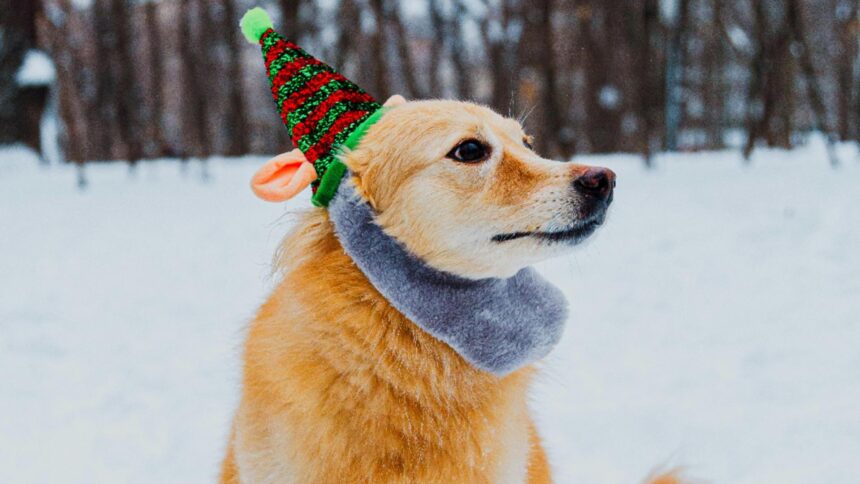cum sa ti protejezi cainele de ger ce trebuie sa stii daca ai un astfel de animal de companie 6966296cce634