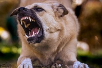 descoperire macabra in bucuresti o femeie a fost gasita fara viata cu muscaturi la gat provocate de cainii din curtea sa 695d05f986b77