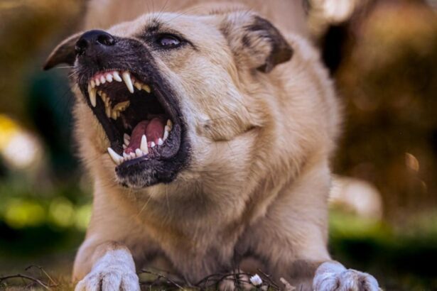 descoperire macabra in bucuresti o femeie a fost gasita fara viata cu muscaturi la gat provocate de cainii din curtea sa 695d05f986b77