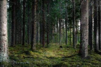 descoperire macabra in vrancea trupul neinsufletit al unui muncitor localizat intr o padure 69656edccca9a