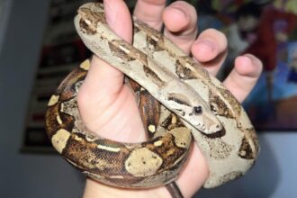 descoperire socanta intr un apartament din bihor crescatorie ilegala de vipere si tarantule foto 69690dddcca66