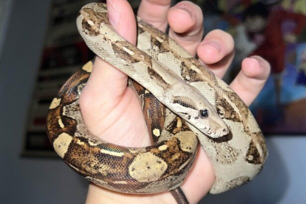 descoperire socanta intr un apartament din bihor crescatorie ilegala de vipere si tarantule foto 69690dddcca66