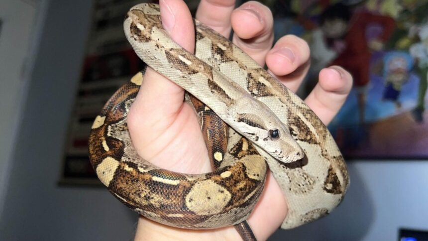 descoperire socanta intr un apartament din bihor crescatorie ilegala de vipere si tarantule foto 69690dddcca66