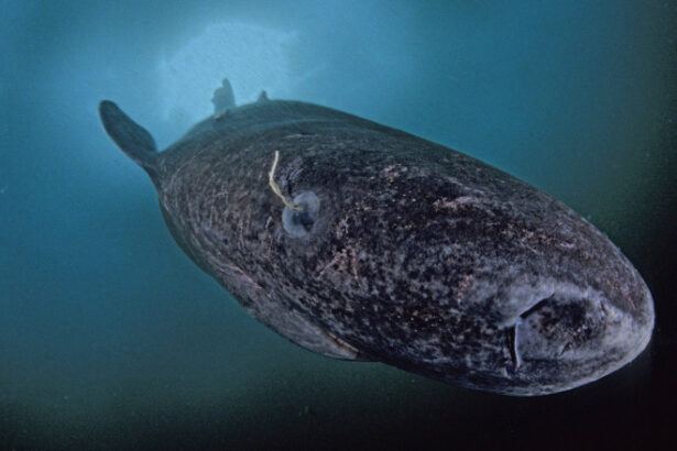 este orb traieste 500 de ani si vine din apele groenlandei controversele din jurul uneia dintre cele mai enigmatice specii din lume 6978492d80cf6