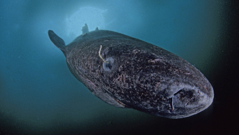 este orb traieste 500 de ani si vine din apele groenlandei controversele din jurul uneia dintre cele mai enigmatice specii din lume 6978492d80cf6