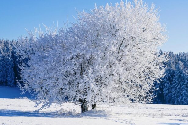 gerul pune stapanire pe romania cod de ninsoare si viscol in sud temperaturi de pana la 15 grade prognoza actualizata 69629116d5d7f