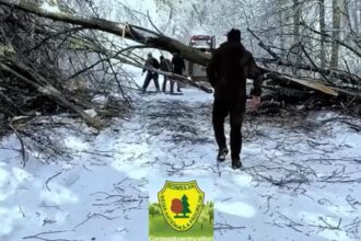 interventie in conditii extreme in caras severin drumuri blocate de copaci si zapada video 6964d46ba2abb