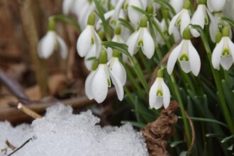 meteo 25 ianuarie 2026 primavara timpurie dar cu vant puternic la munte maxime de 15 grade in tara 6975b014d66e2