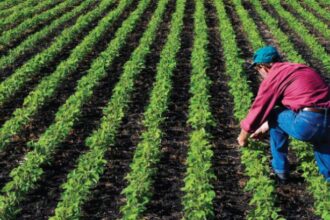 ministerul agriculturii a autorizat la plata peste 527 milioane de euro pentru fermierii romani 6969126d2510a