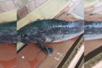 peste misterios prins la malul marii negre specia ar putea proveni din coreea 6971ee74e0fca