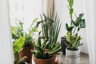 plantele care aduc noroc in 2026 ce recomanda specialistii in feng shui sa avem in locuintele noastre 695b9c2c7ca9f