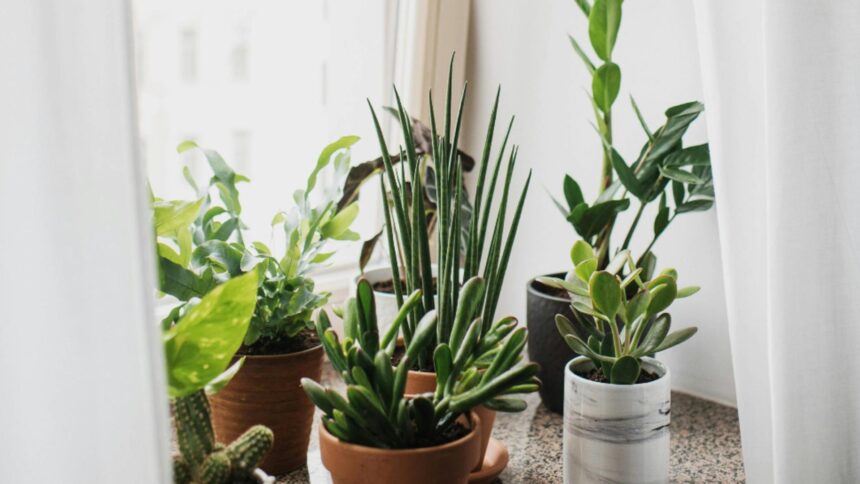 plantele care aduc noroc in 2026 ce recomanda specialistii in feng shui sa avem in locuintele noastre 695b9c2c7ca9f