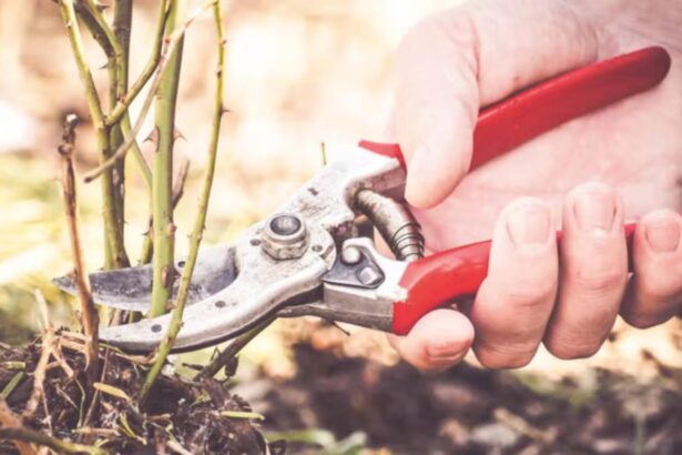 plantele din curte pe care trebuie sa le tunzi in luna ianuarie gradina ta se va transforma intr un adevarat paradis pe timpul verii 6968bcc79a960