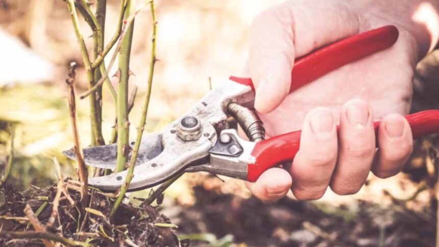 plantele din curte pe care trebuie sa le tunzi in luna ianuarie gradina ta se va transforma intr un adevarat paradis pe timpul verii 6968bcc79a960