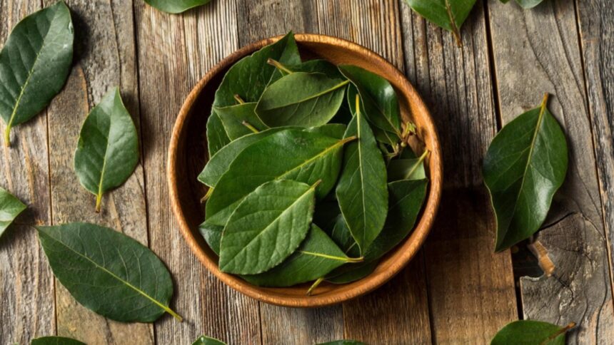 secretul foilor de dafin de pe calorifer obiceiul pe care romanii il practica in fiecare iarna 6978c4be2997c