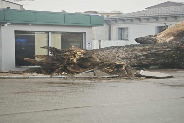 sfarsitul unui simbol ultimul martor al codrilor vlasiei stejarul secular din bucuresti s a prabusit care ar fi fost cauzele foto 695e4bbb02ccd