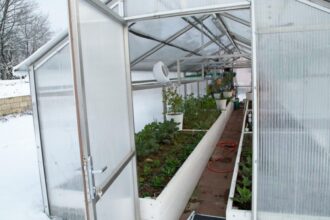 top 7 legume pe care le poti planta inca din luna ianuarie secretul gradinarilor cu experienta a iesit la iveala 69650fe1301ee