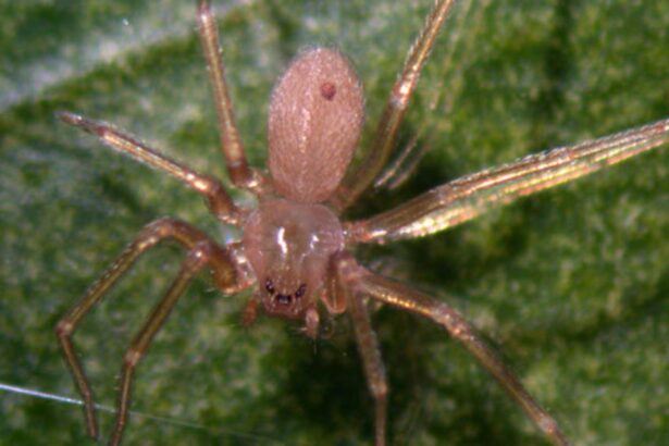 un paianjen veninos a pus stapanire pe o destinatie europeana preferata de romani muscaturile pot provoca necroza 696c0748537c9