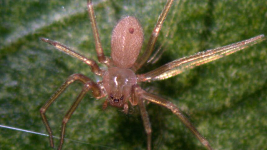 un paianjen veninos a pus stapanire pe o destinatie europeana preferata de romani muscaturile pot provoca necroza 696c0748537c9