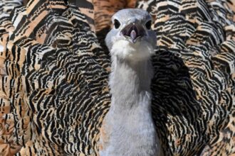 un simbol al naturii romanesti se afla in pragul disparitiei specialistii trag un semnal de alarma 696559eb2faa1