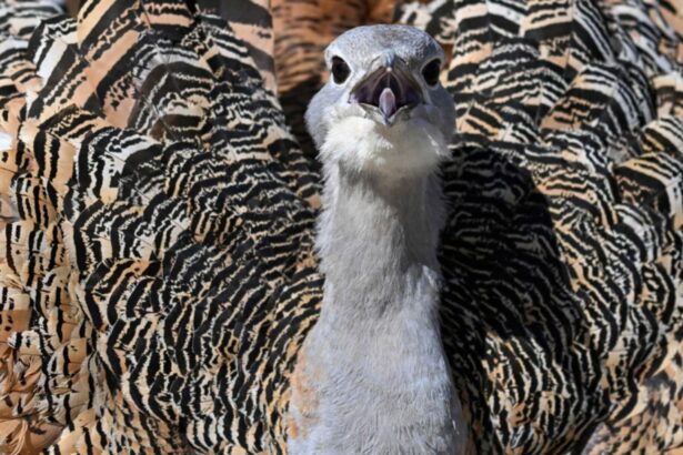 un simbol al naturii romanesti se afla in pragul disparitiei specialistii trag un semnal de alarma 696559eb2faa1