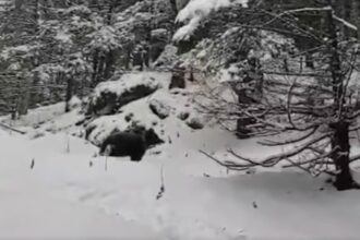 ursii au iesit din hibernare un grup de turisti din masivul piatra mare s a trezit cu animalul masiv in mijlocul zapezilor video 695a96828867b