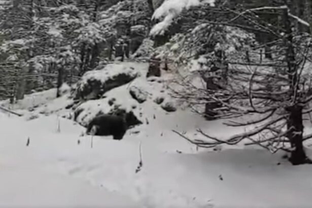 ursii au iesit din hibernare un grup de turisti din masivul piatra mare s a trezit cu animalul masiv in mijlocul zapezilor video 695a96828867b