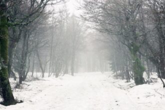 vijelia isi arata coltii in vestul tarii anm a emis cod galben de vant puternic in 2 judete 69595b4848010