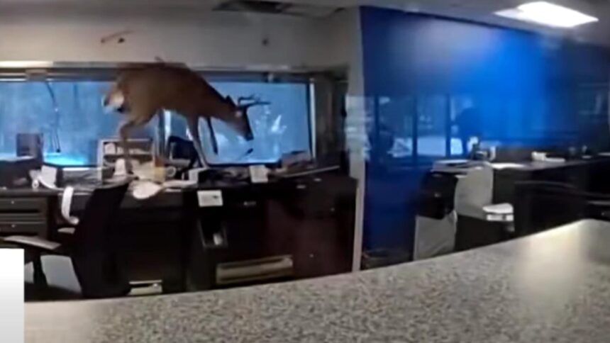 vizita neasteptata la o banca din new york un cerb a spart geamul si a facut prapad in interior intrusul a fost arestat video 6973916f5a2ae