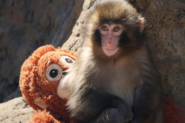 abandonat la nastere si a gasit un companion pe viata povestea emotionanta a puiului maimuta care a inspirat japonia video 699831989bd78