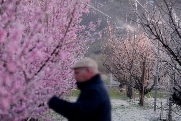 ajutorul de stat pentru livezile afectate de inghetul din 2025 a intrat in vigoare fermierii pot primi pana la 2 000 euro hectar 698b074c3da38