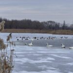 alerta de gripa aviara in judetul vaslui patru lebede au fost gasite moarte pe lacul prodana din barlad 698621c9551be