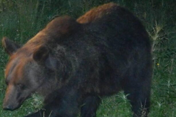alerta de urs in zona parcului industrial din selimbar locuitorii au primit mesaj ro alert 6993587af363f