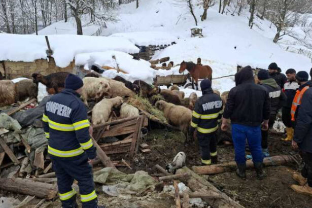 alerta in buzau saivan prabusit sub zapada la calvini peste 220 de animale salvate la limita 6998bec073b8a