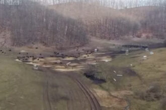 anuntul prefecturii cluj despre sutele de bizoni si cerbi morti de la exploatatia recea cristur sunt si animale vii neingrijite 6999e4dfbe775