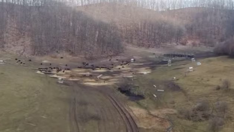 anuntul prefecturii cluj despre sutele de bizoni si cerbi morti de la exploatatia recea cristur sunt si animale vii neingrijite 6999e4dfbe775