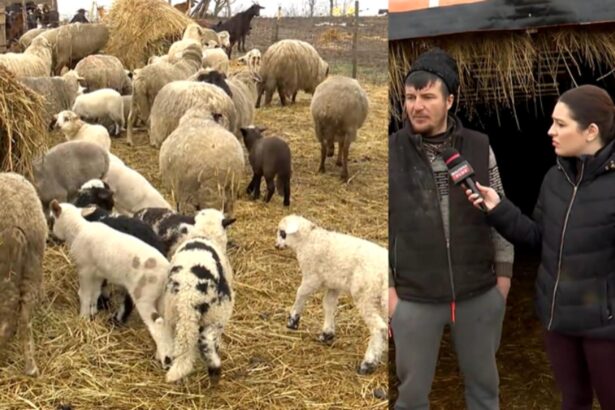 cat va costa mielul de paste in 2026 marturii de la fermieri video 6991ed59c8277