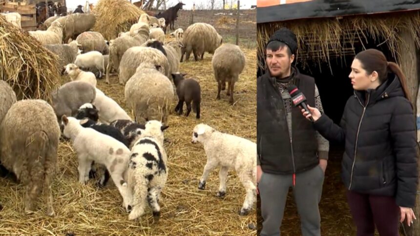 cat va costa mielul de paste in 2026 marturii de la fermieri video 6991ed59c8277