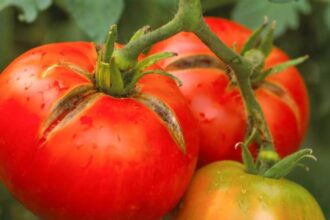 cat vor costa rosiile romanesti in martie pretul soc care ii va face pe romani sa ocoleasca tarabele 699aaa66aad73