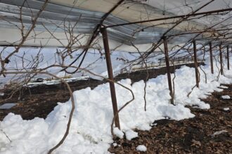 dezastru in agricultura viscolul pune la pamant solariile si lasa legumicultorii in pragul falimentului fotovideo 699a9f109447f