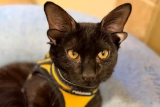 dobby pisoiul extraterestru cu patru urechi a cucerit internetul explicatia genetica din spatele aparitiei sale video 699e15af75fa5