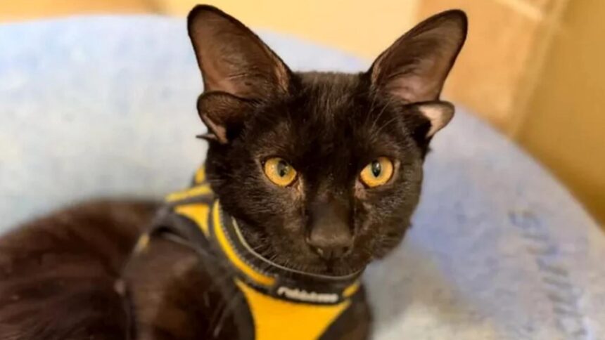 dobby pisoiul extraterestru cu patru urechi a cucerit internetul explicatia genetica din spatele aparitiei sale video 699e15af75fa5