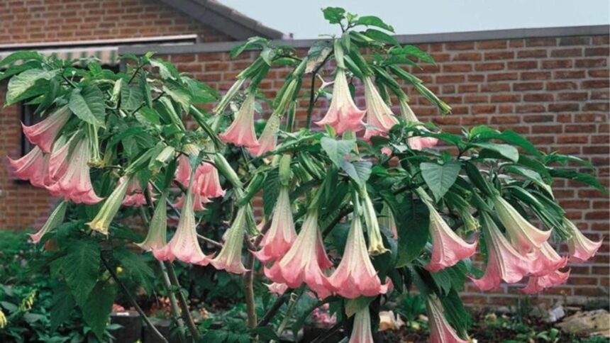 drogul supunerii si obsesia lui epstein ce sunt plantele zombie cu substanta care ar fi sters vointa victimelor 6995ae25e6783