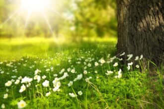 europa se incalzeste brusc un dom de aer cald aduce temperaturi de primavara in plina iarna 699c1471166c0