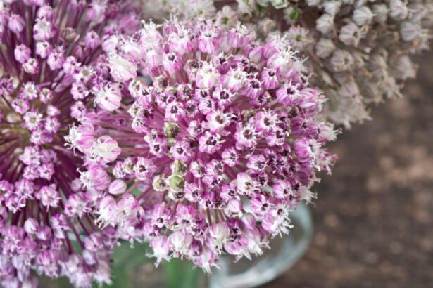 florile minune pe care le pui o singura data si nu mai trebuie sa ai grija de ele sunt de o frumusete uimitoare 69a206c5ea885