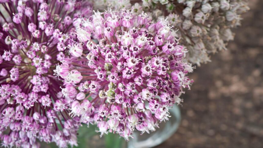 florile minune pe care le pui o singura data si nu mai trebuie sa ai grija de ele sunt de o frumusete uimitoare 69a206c5ea885