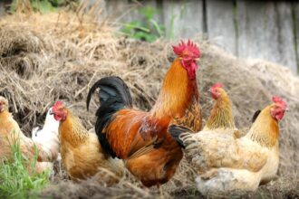 focar de gripa aviara confirmat in cluj masuri stricte in mai multe localitati din judet 699ef5ab00f3e