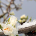 guvernul acorda sprijin financiar de urgenta pomicultorilor afectati de inghetul tarziu din primavara lui 2025 6984acf178802