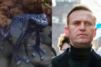 kremlinul respinge acuzatiile ca aleksei navalnii ar fi fost otravit cu o toxina rara 69931e340d370